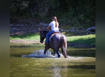American Quarter Horse, Wallach, 7 Jahre, 152 cm, Roan-Blue