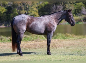 American Quarter Horse, Wallach, 7 Jahre, 152 cm, Roan-Blue