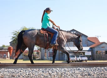 American Quarter Horse, Wallach, 7 Jahre, 152 cm, Roan-Blue
