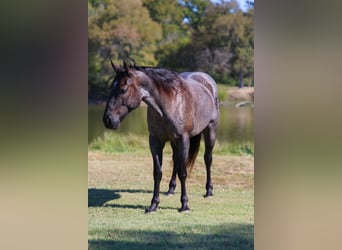 American Quarter Horse, Wallach, 7 Jahre, 152 cm, Roan-Blue