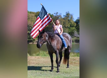American Quarter Horse, Wallach, 7 Jahre, 152 cm, Roan-Blue