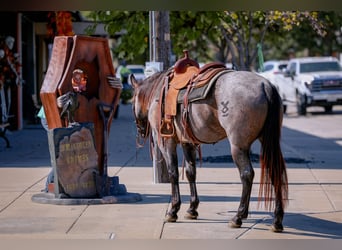 American Quarter Horse, Wallach, 7 Jahre, 152 cm, Roan-Blue