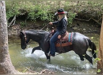 American Quarter Horse, Wallach, 7 Jahre, 152 cm, Roan-Blue