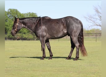 American Quarter Horse, Wallach, 7 Jahre, 152 cm, Roan-Blue