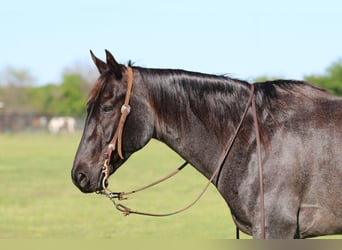 American Quarter Horse, Wallach, 7 Jahre, 152 cm, Roan-Blue