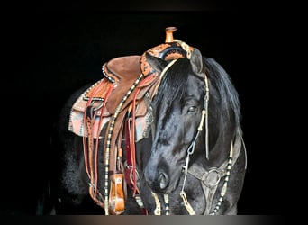 American Quarter Horse, Wallach, 7 Jahre, 152 cm, Roan-Blue