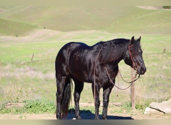 American Quarter Horse, Wallach, 7 Jahre, 152 cm, Roan-Blue