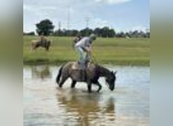 American Quarter Horse, Wallach, 7 Jahre, 152 cm, Roan-Blue