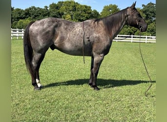 American Quarter Horse, Wallach, 7 Jahre, 152 cm, Roan-Blue