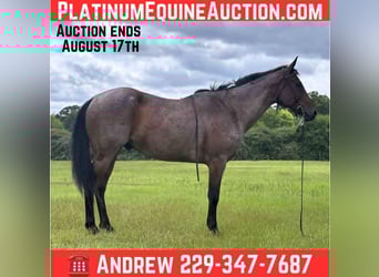 American Quarter Horse, Wallach, 7 Jahre, 152 cm, Roan-Blue