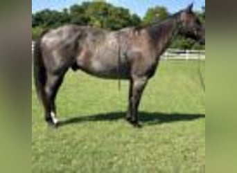 American Quarter Horse, Wallach, 7 Jahre, 152 cm, Roan-Blue