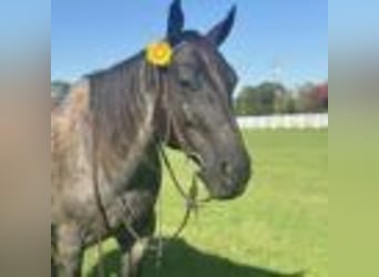 American Quarter Horse, Wallach, 7 Jahre, 152 cm, Roan-Blue