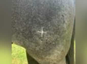 American Quarter Horse, Wallach, 7 Jahre, 152 cm, Roan-Blue