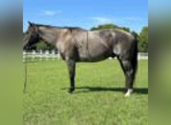 American Quarter Horse, Wallach, 7 Jahre, 152 cm, Roan-Blue