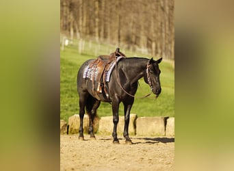 American Quarter Horse, Wallach, 7 Jahre, 152 cm, Roan-Blue