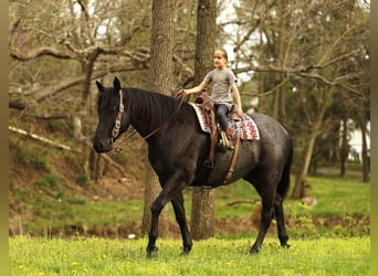 American Quarter Horse, Wallach, 7 Jahre, 152 cm, Roan-Blue