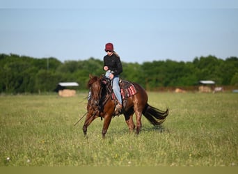 American Quarter Horse, Wallach, 7 Jahre, 152 cm, Roan-Red