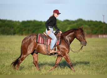 American Quarter Horse, Wallach, 7 Jahre, 152 cm, Roan-Red