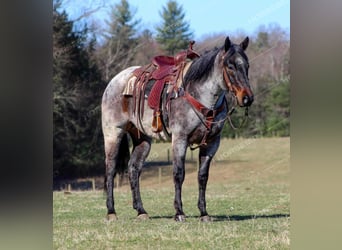American Quarter Horse, Wallach, 7 Jahre, 152 cm, Roan-Red