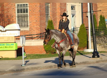 American Quarter Horse, Wallach, 7 Jahre, 152 cm, Roan-Red