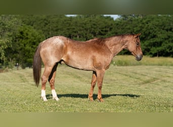American Quarter Horse, Wallach, 7 Jahre, 152 cm, Roan-Red