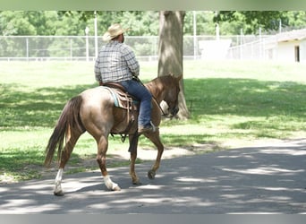 American Quarter Horse, Wallach, 7 Jahre, 152 cm, Roan-Red