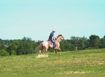 American Quarter Horse, Wallach, 7 Jahre, 152 cm, Roan-Red