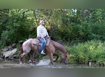 American Quarter Horse, Wallach, 7 Jahre, 152 cm, Roan-Red