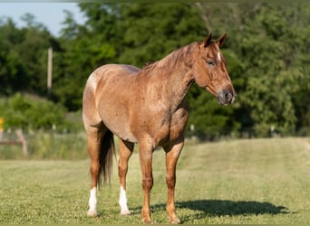 American Quarter Horse, Wallach, 7 Jahre, 152 cm, Roan-Red