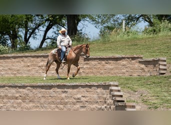 American Quarter Horse, Wallach, 7 Jahre, 152 cm, Roan-Red