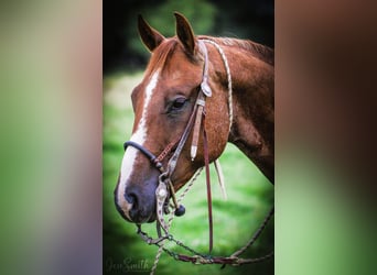 American Quarter Horse, Wallach, 7 Jahre, 152 cm, Roan-Red