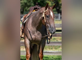 American Quarter Horse, Wallach, 7 Jahre, 152 cm, Roan-Red