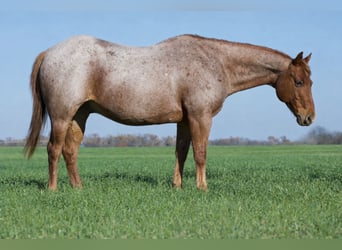 American Quarter Horse, Wallach, 7 Jahre, 152 cm, Roan-Red