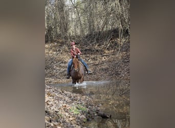 American Quarter Horse, Wallach, 7 Jahre, 152 cm, Roan-Red