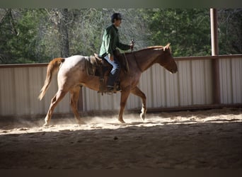 American Quarter Horse, Wallach, 7 Jahre, 152 cm, Roan-Red