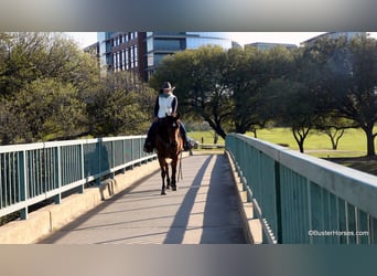 American Quarter Horse, Wallach, 7 Jahre, 152 cm, Rotbrauner