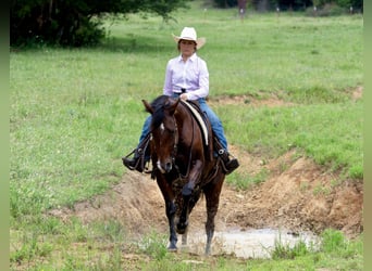 American Quarter Horse, Wallach, 7 Jahre, 152 cm, Rotbrauner