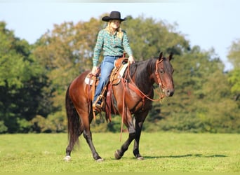 American Quarter Horse, Wallach, 7 Jahre, 152 cm, Rotbrauner