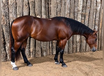 American Quarter Horse, Wallach, 7 Jahre, 152 cm, Rotbrauner