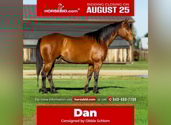American Quarter Horse, Wallach, 7 Jahre, 152 cm, Rotbrauner
