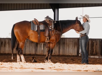 American Quarter Horse, Wallach, 7 Jahre, 152 cm, Rotbrauner