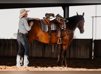 American Quarter Horse, Wallach, 7 Jahre, 152 cm, Rotbrauner