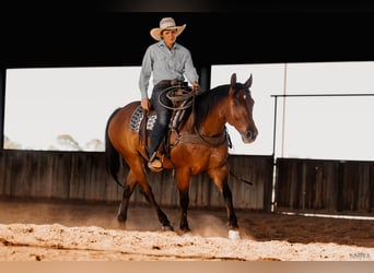 American Quarter Horse, Wallach, 7 Jahre, 152 cm, Rotbrauner