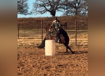 American Quarter Horse, Wallach, 7 Jahre, 152 cm, Rotbrauner