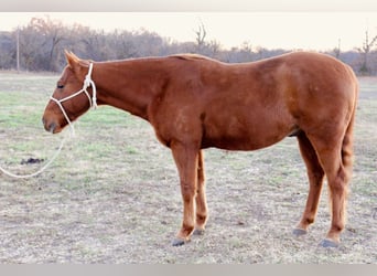 American Quarter Horse, Wallach, 7 Jahre, 152 cm, Rotfuchs