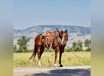 American Quarter Horse, Wallach, 7 Jahre, 152 cm, Rotfuchs
