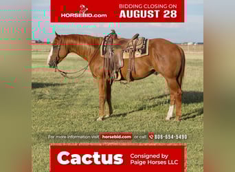 American Quarter Horse, Wallach, 7 Jahre, 152 cm, Rotfuchs