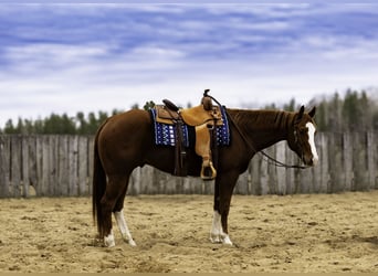 American Quarter Horse, Wallach, 7 Jahre, 152 cm, Rotfuchs