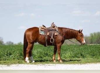 American Quarter Horse, Wallach, 7 Jahre, 152 cm, Rotfuchs