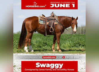 American Quarter Horse, Wallach, 7 Jahre, 152 cm, Rotfuchs